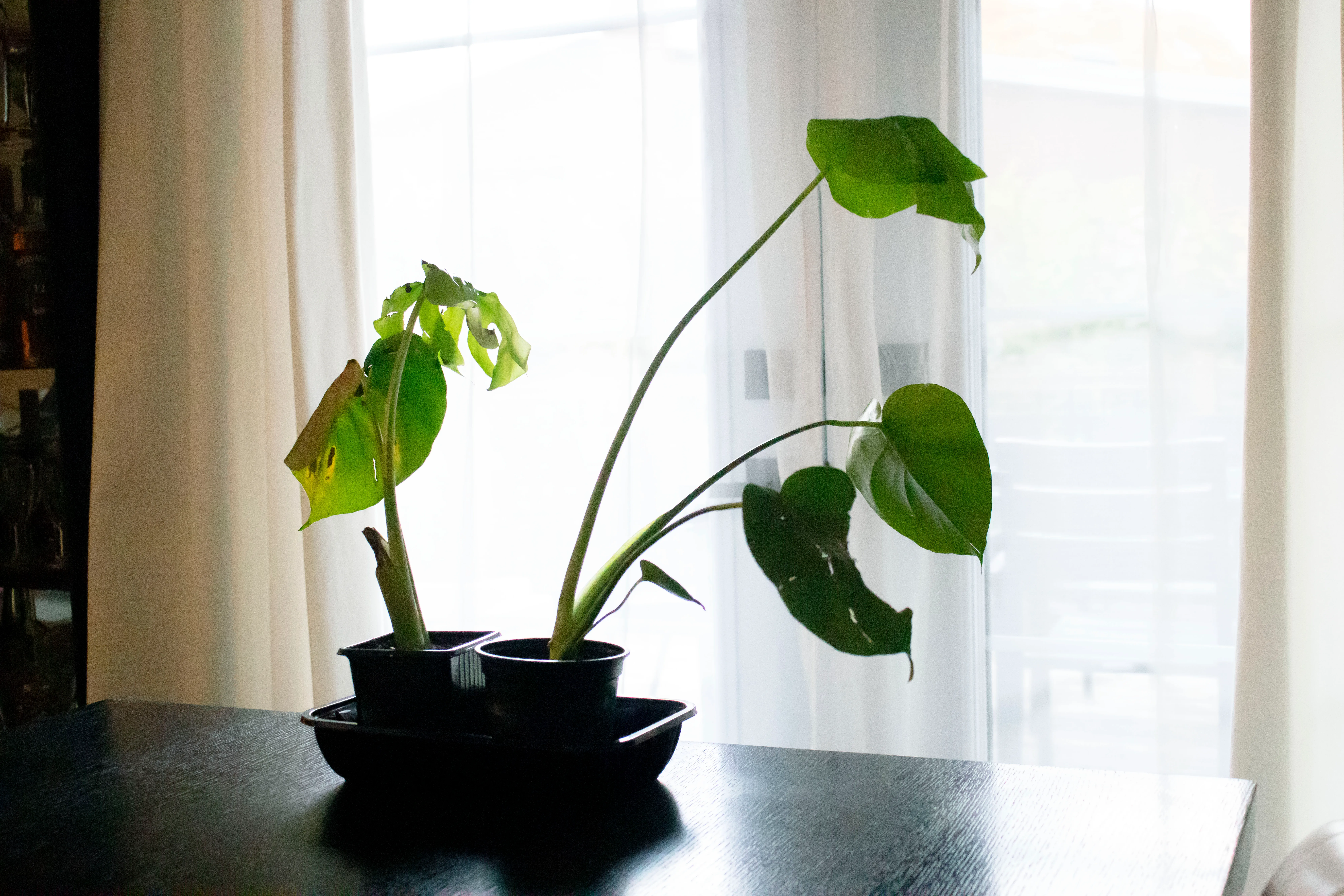 Monstera